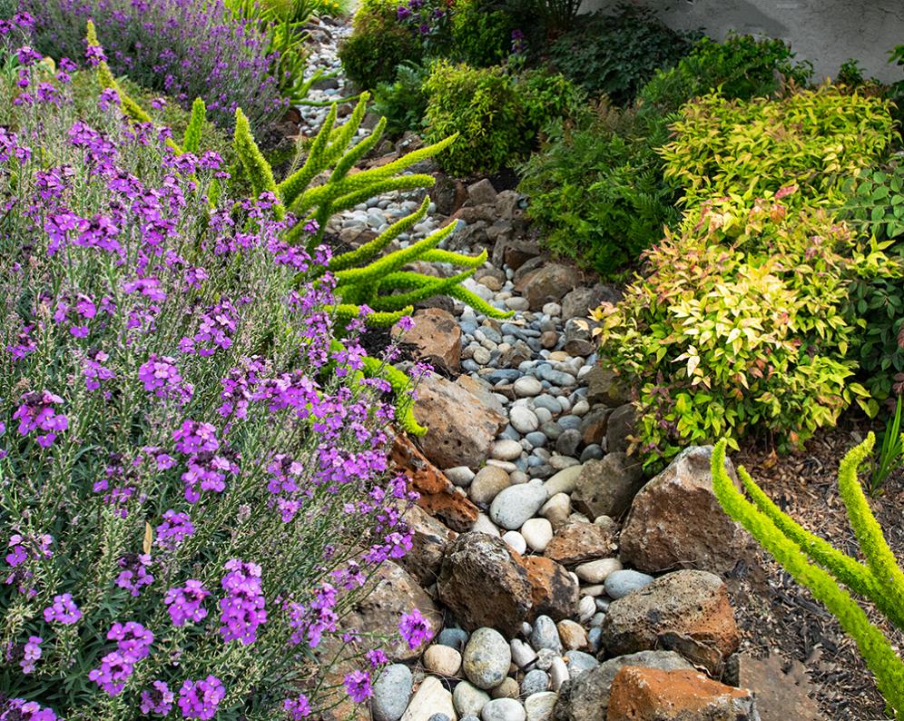 Rain Gardens1