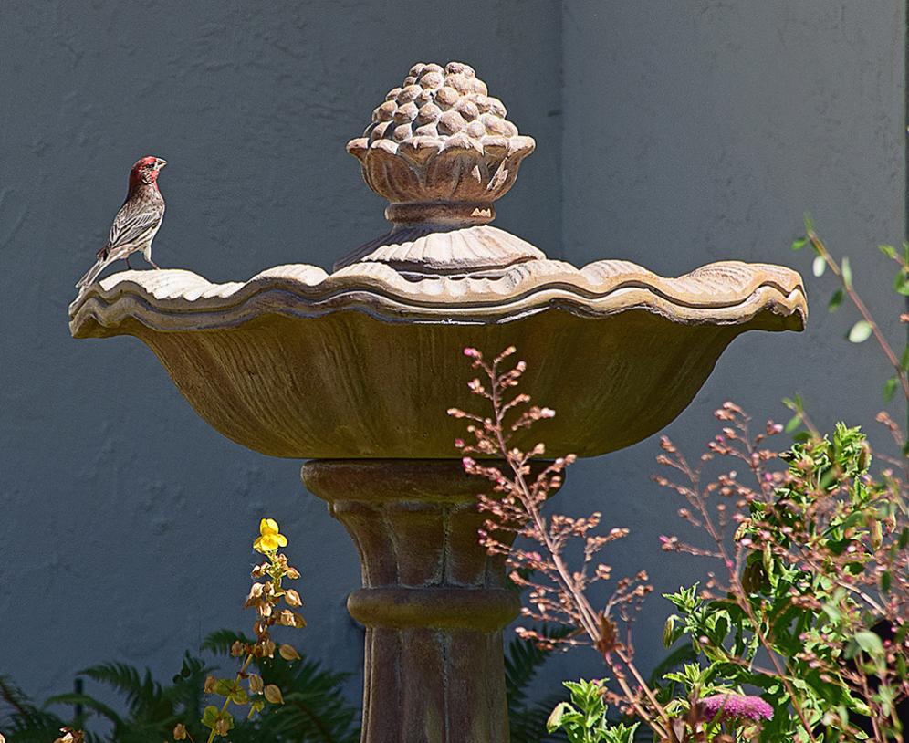 Bird on Fountain