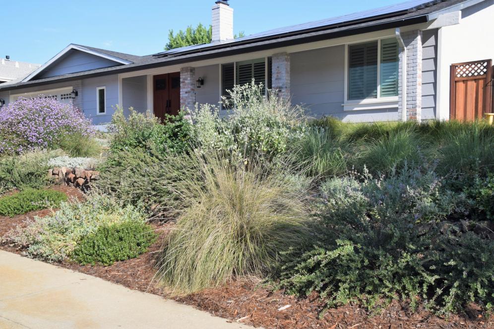 Mix of Drought Tolerant Plants