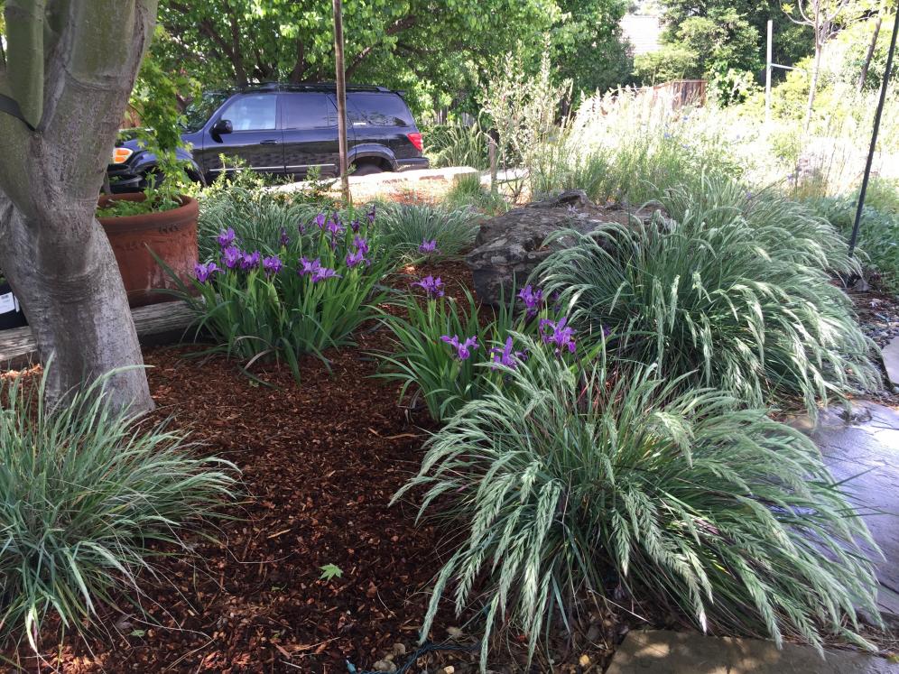 Grasses in Shade