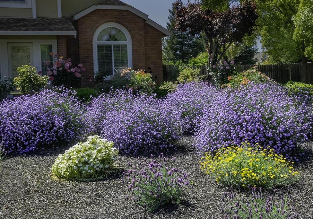 Lavender Puff Balls