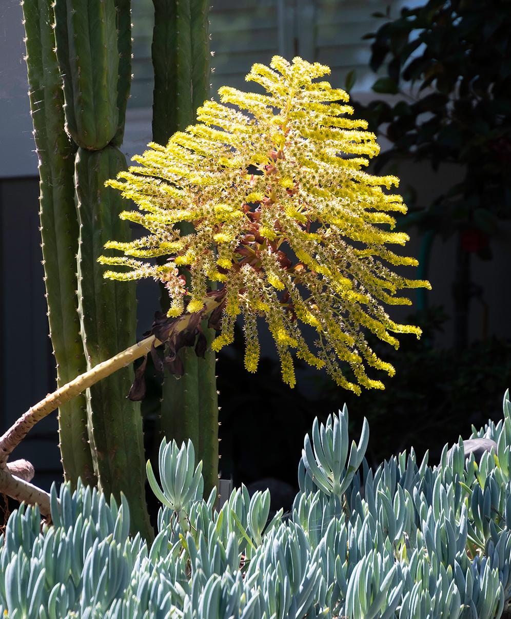 Flowering Beauty