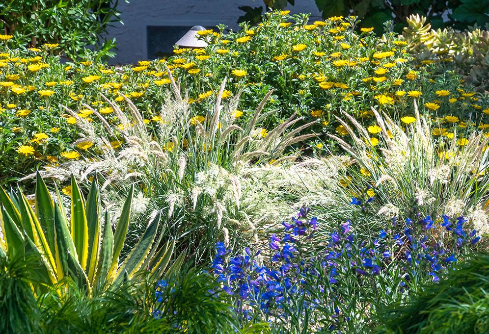 Glorious Perennials