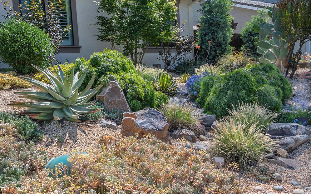 Gravel, Rock, Plants