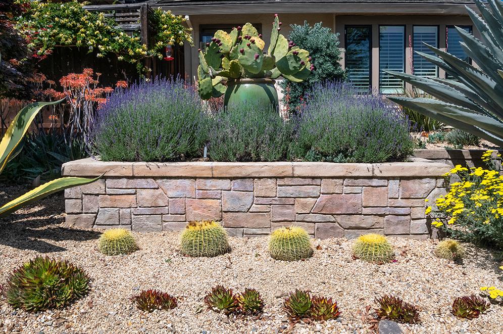 Barrel Cactus With Friends