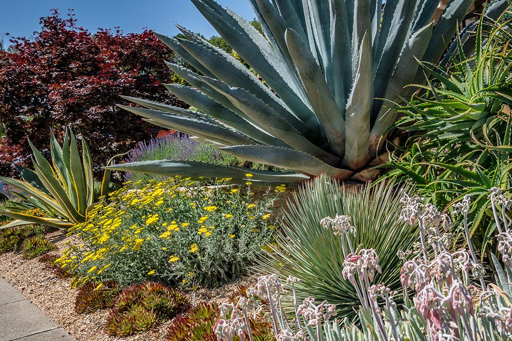 Bold Agave