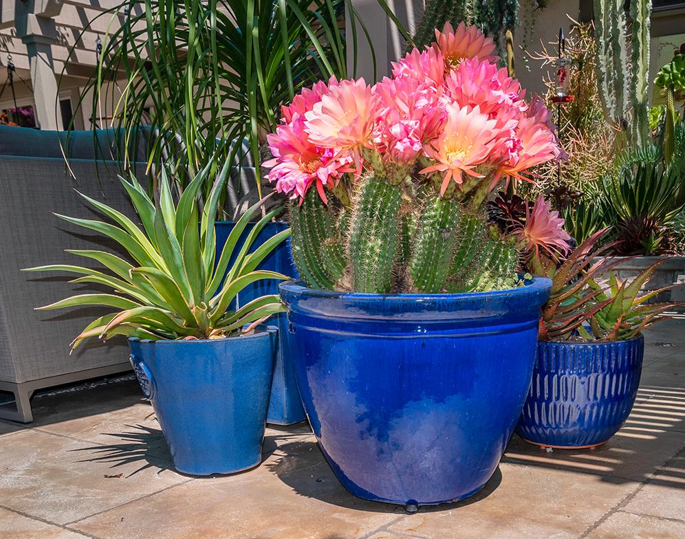 Cactus Bloom