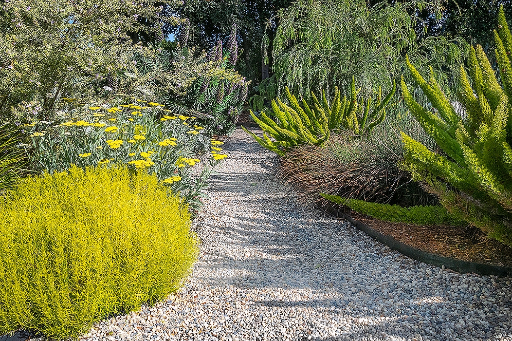 Path Through The Patch