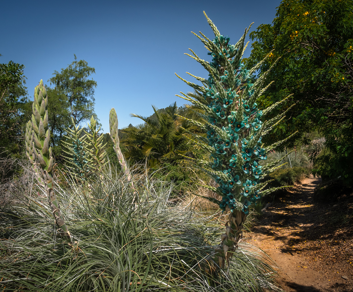 Puya Beauty