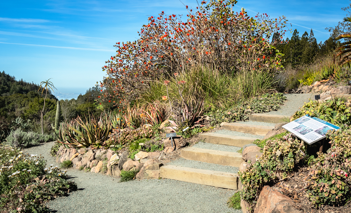 Succulent Area