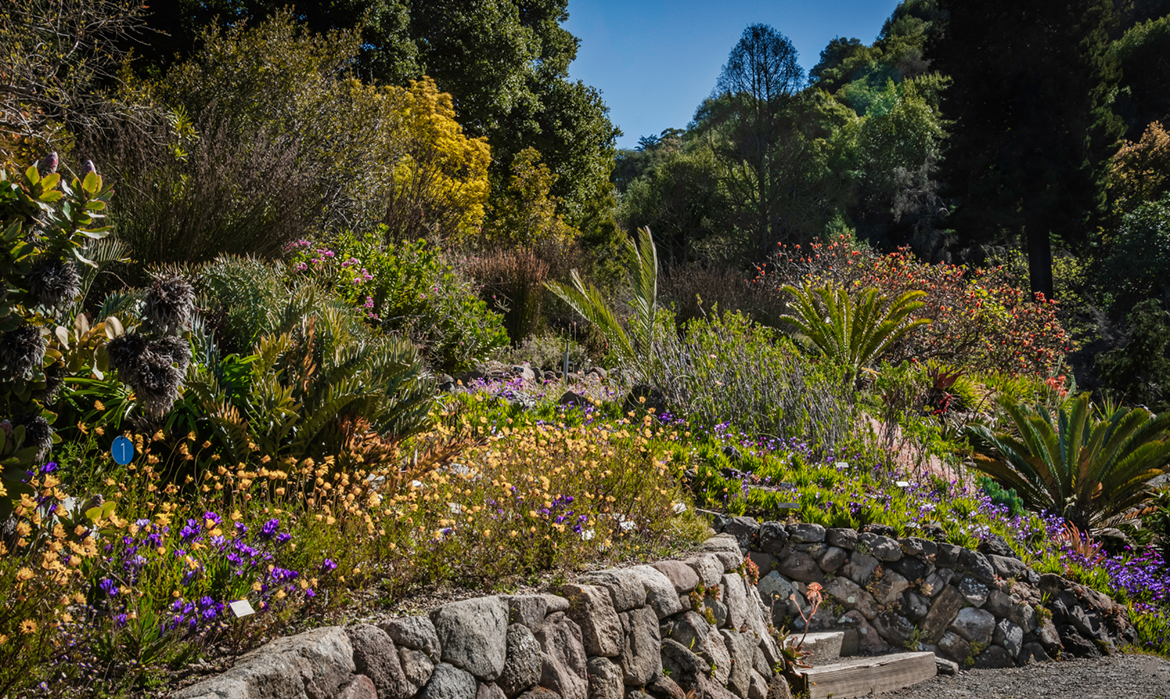 Rock Wall in Garden