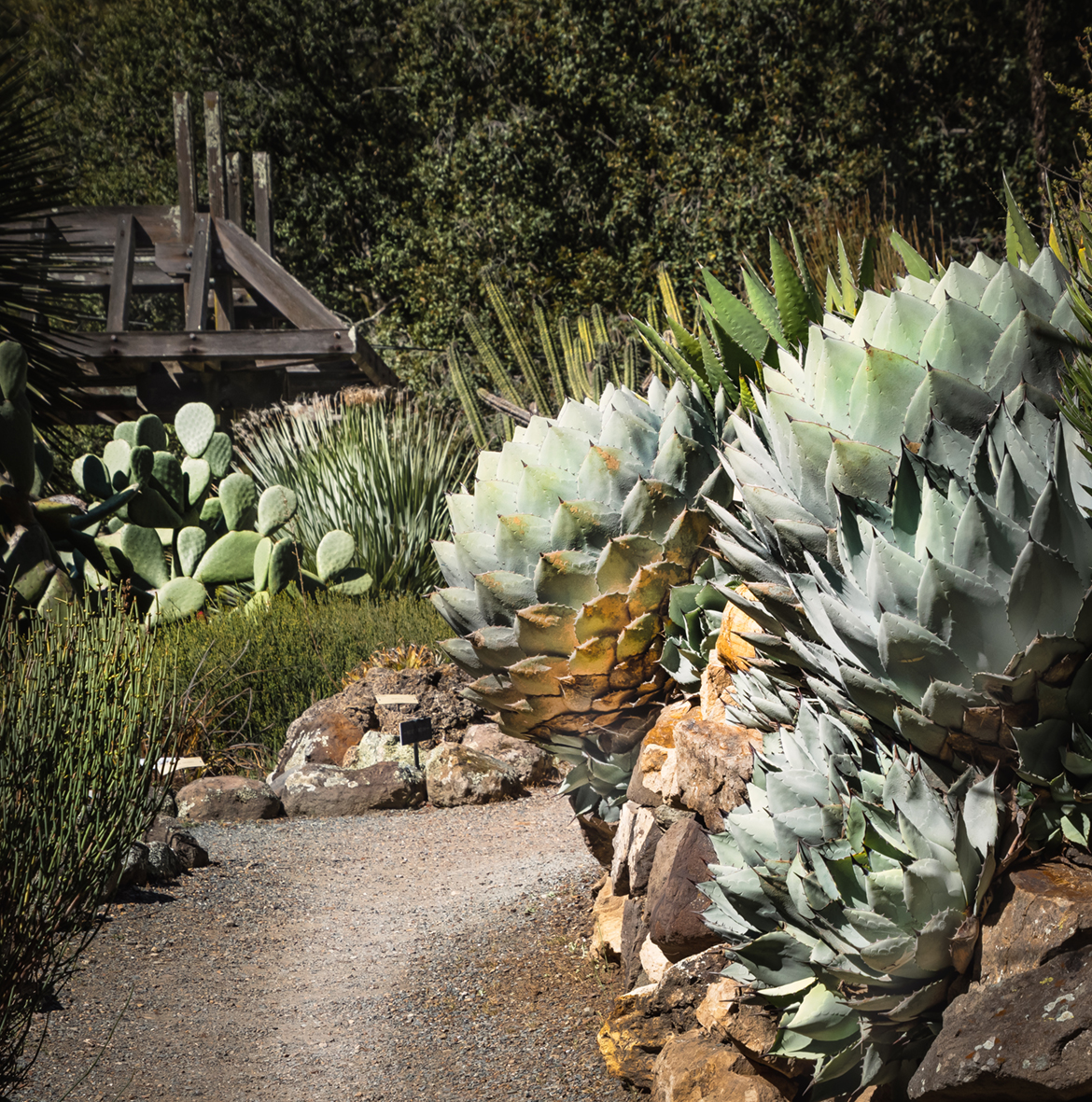 Path Among Agave