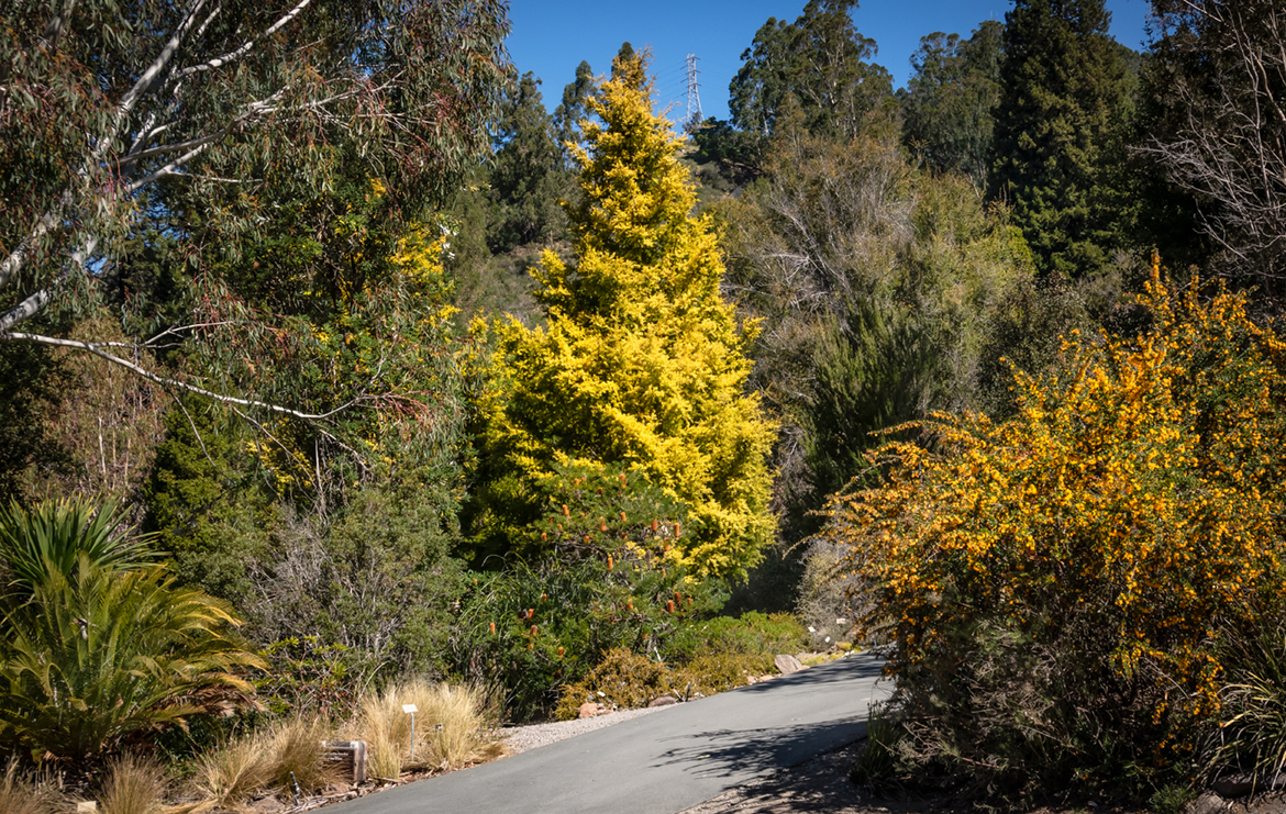 Walkway to Totara