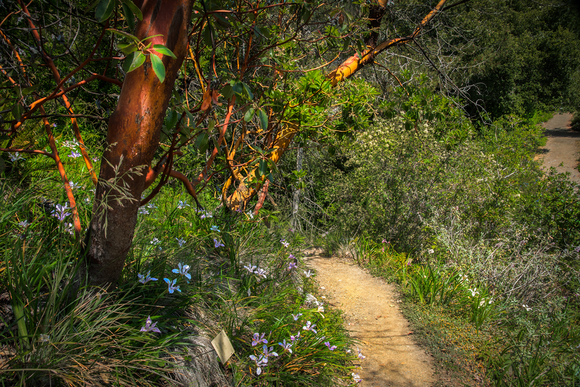 Pacific Madrone Dirt Path