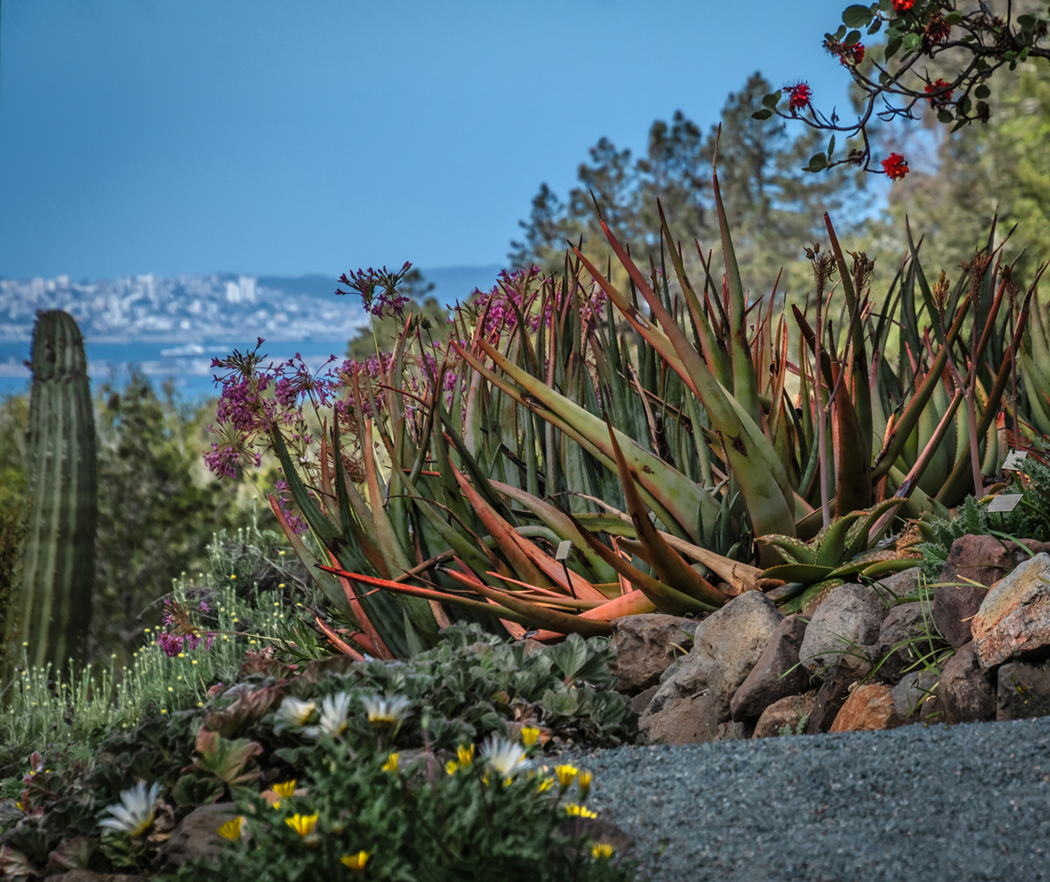 Aloe Overlooking San Francisco