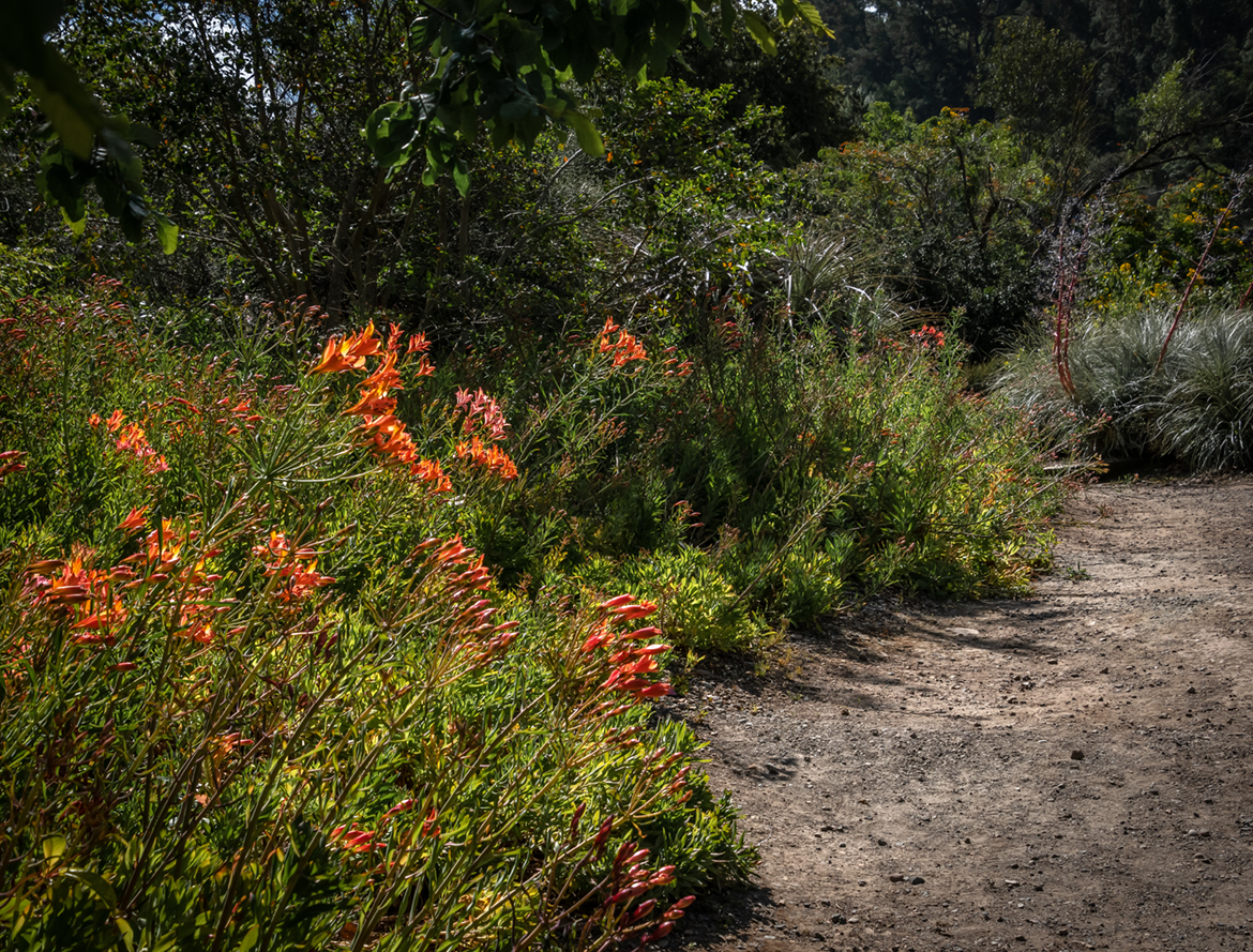 Peruvian Lilies Along Path