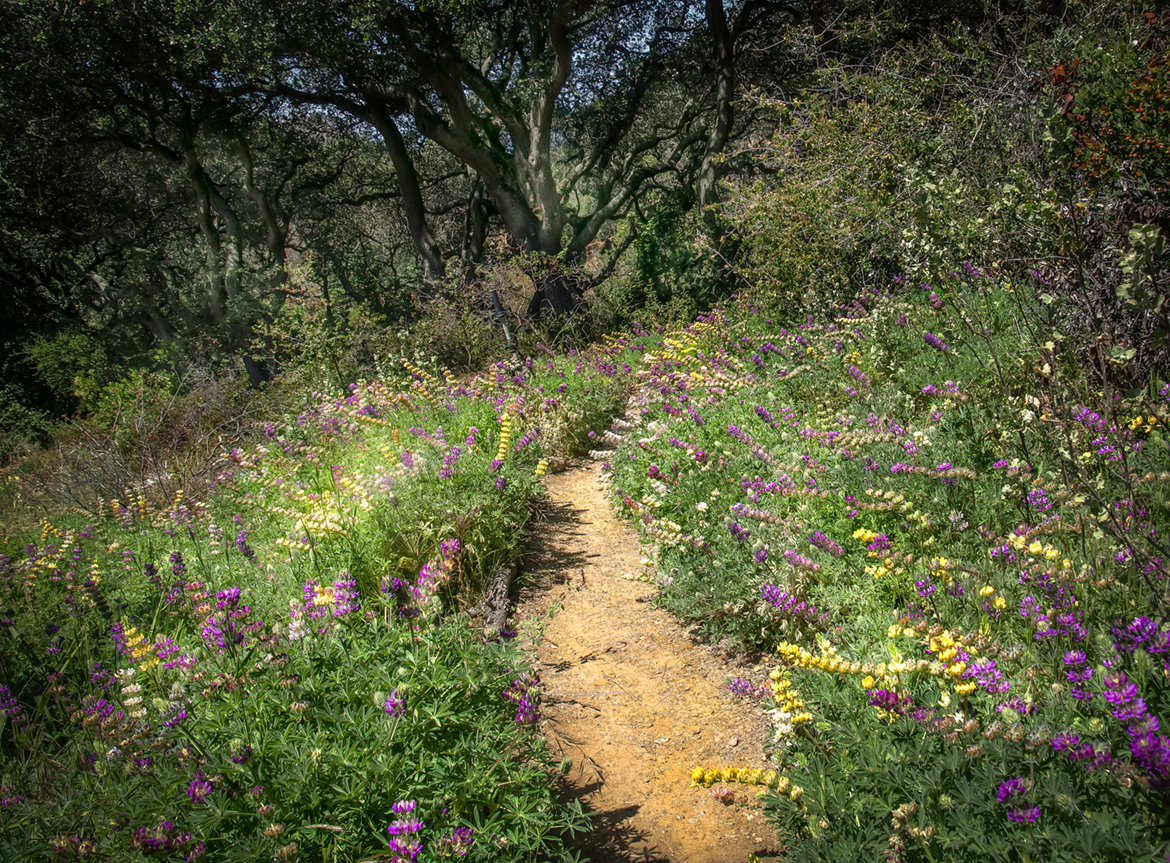 Lupine Heaven