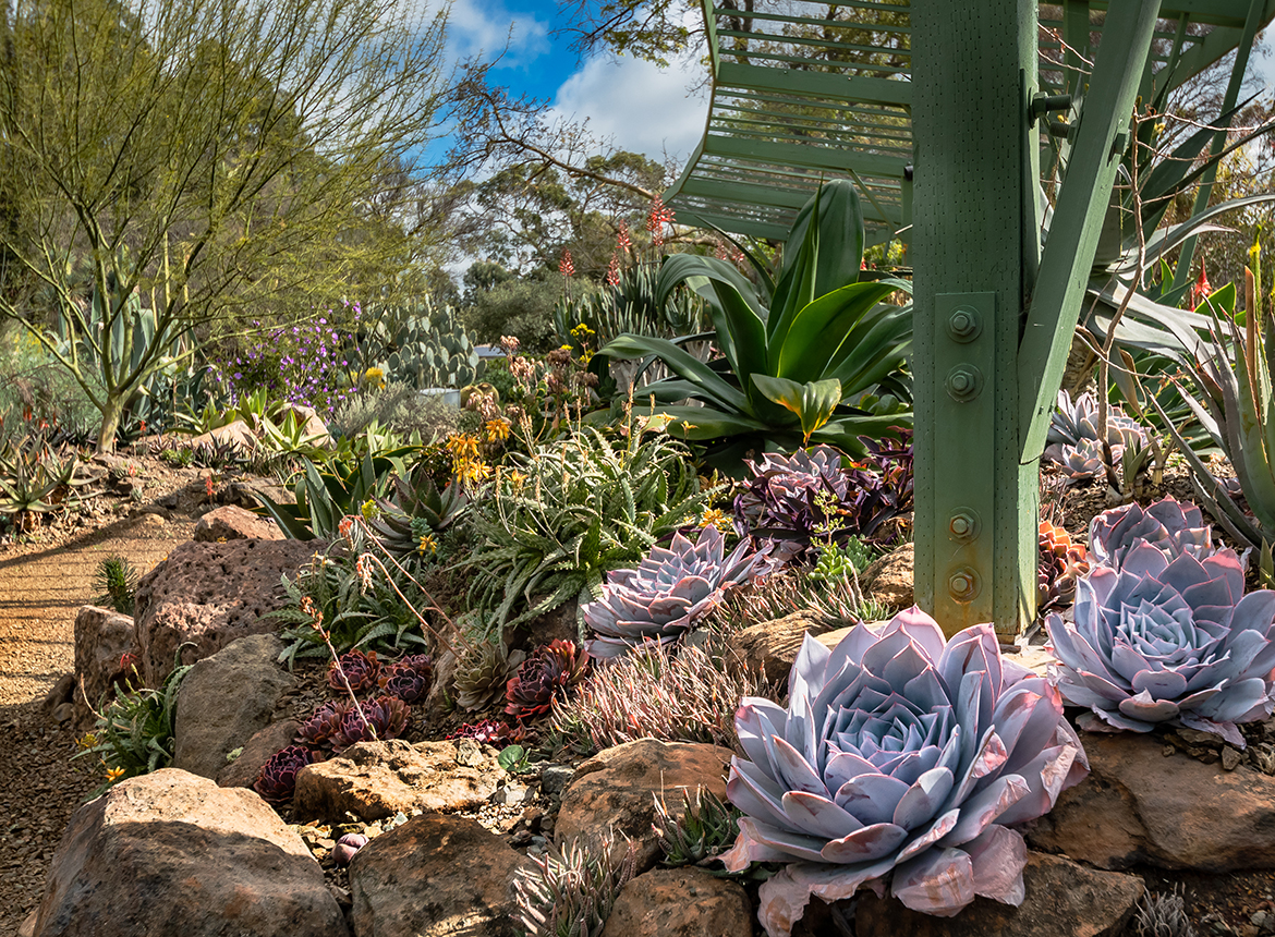 Closeup of Succulents