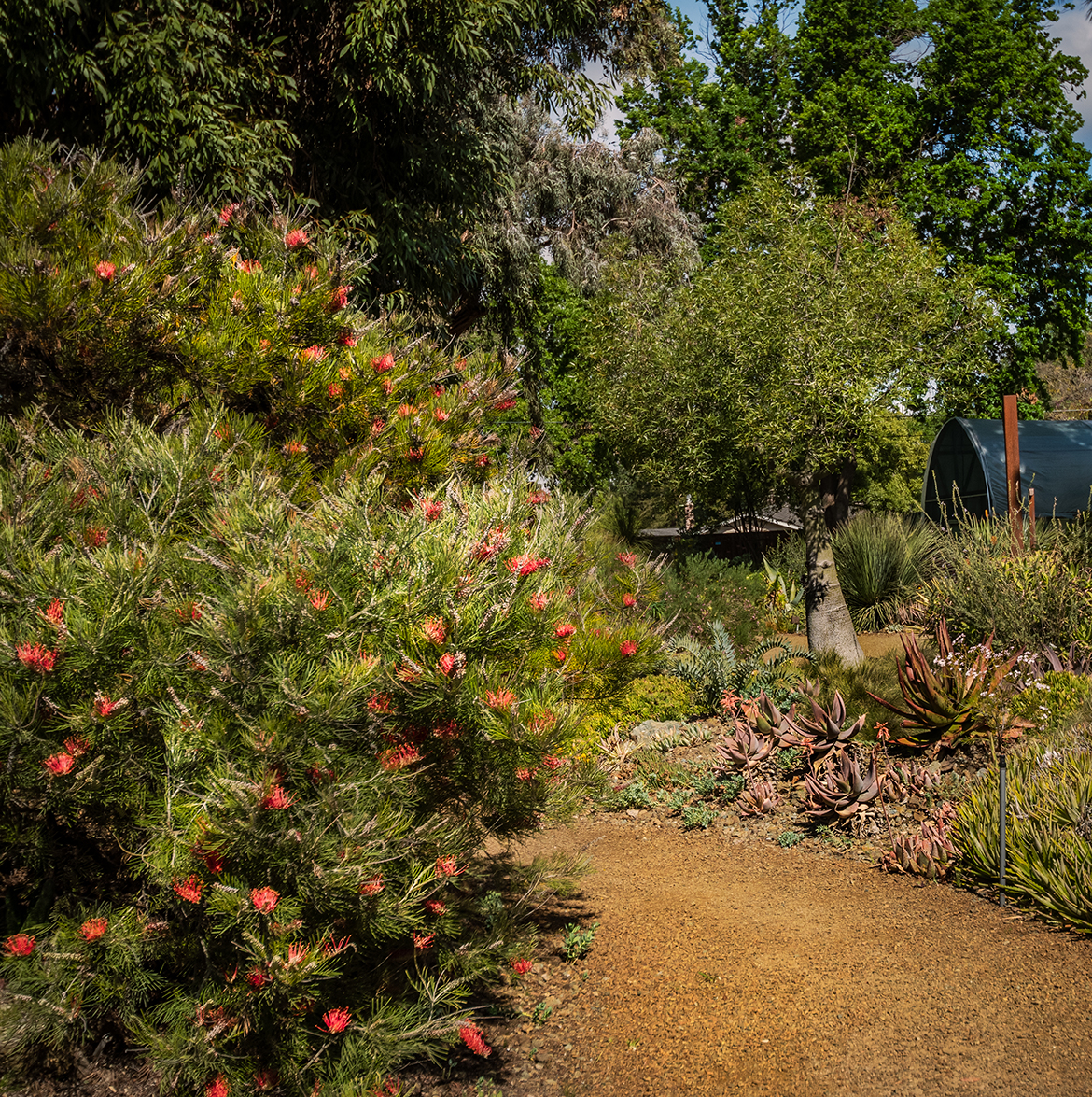 Grevillea Shrub