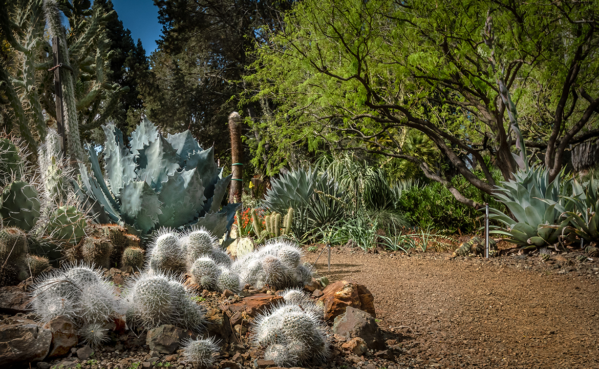 Cactus for Moon Garden