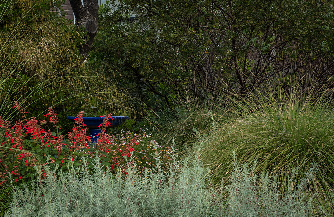 California Fuchsia Edging