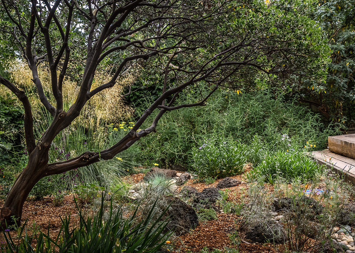 Manzanita Branching