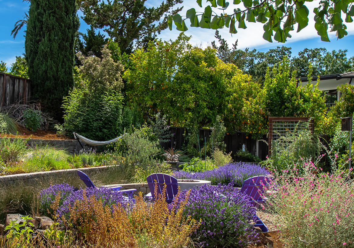 Back Yard Glory