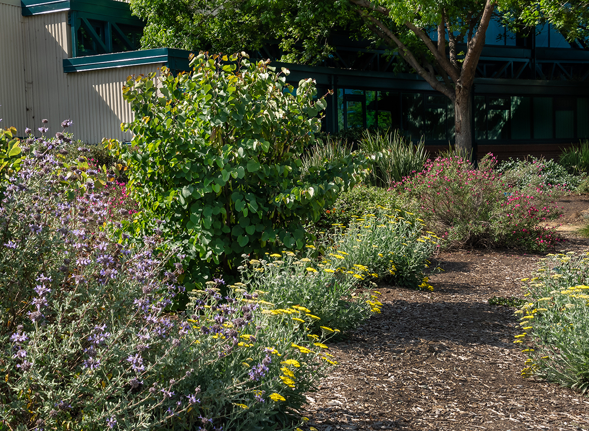 Mulched Path and Walkway