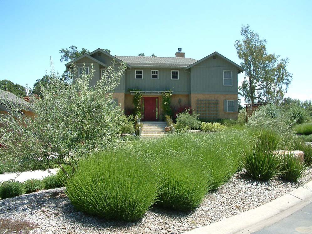 Lavenders in Front