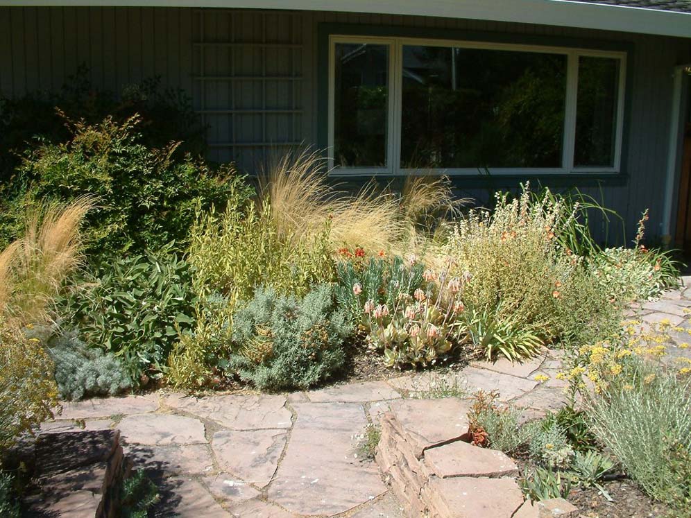 Patio Pavers and Wild Garden