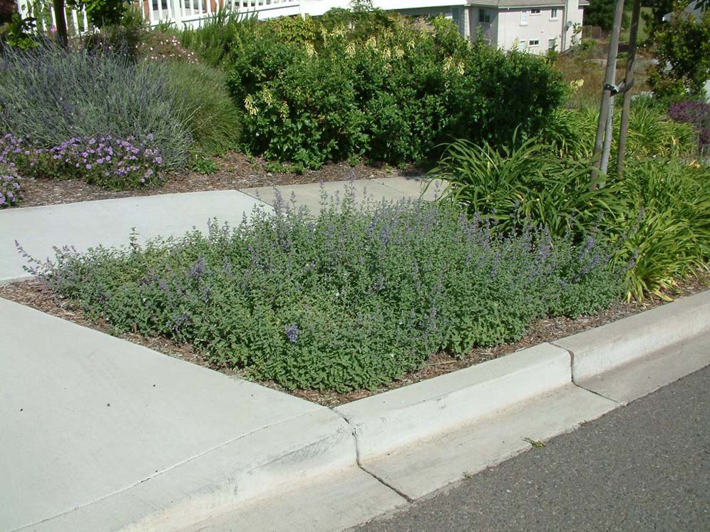 Catmint in Strip