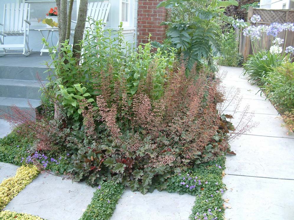 Heuchera Heaven