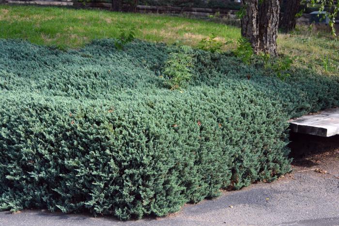 Plant photo of: Juniperus horizontalis 'Bar Harbor'