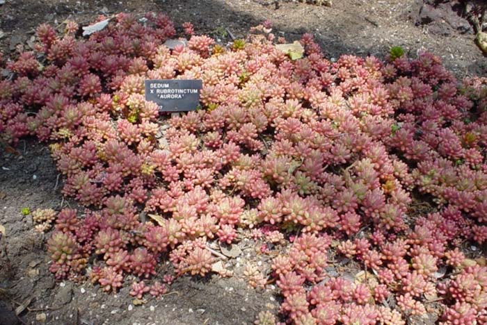 Plant photo of: Sedum rubrotinctum