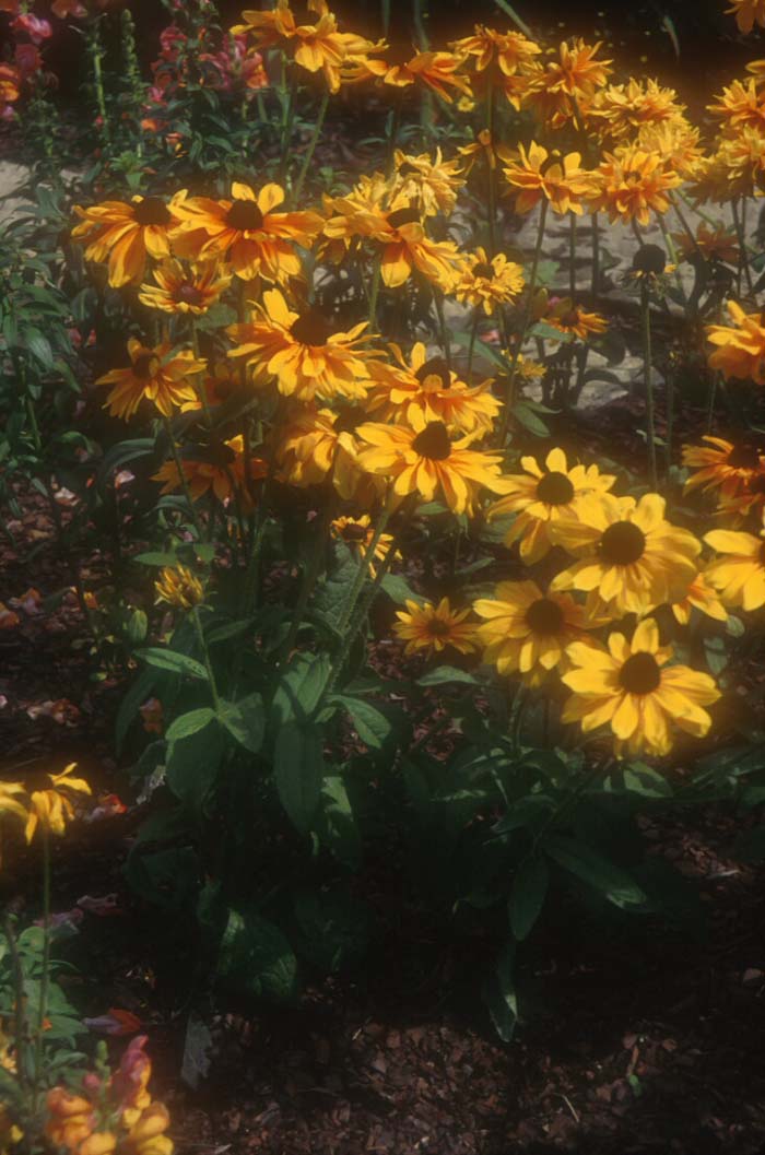 Plant photo of: Rudbeckia hirta 'Goldilocks'