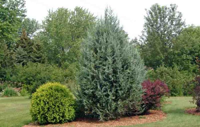 Plant photo of: Juniperus scopulorum 'Blue Haven'