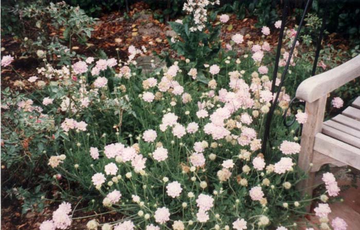 Plant photo of: Scabiosa caucasica