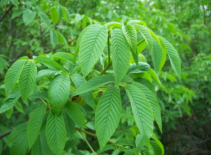 Plant photo of: Aesculus californica