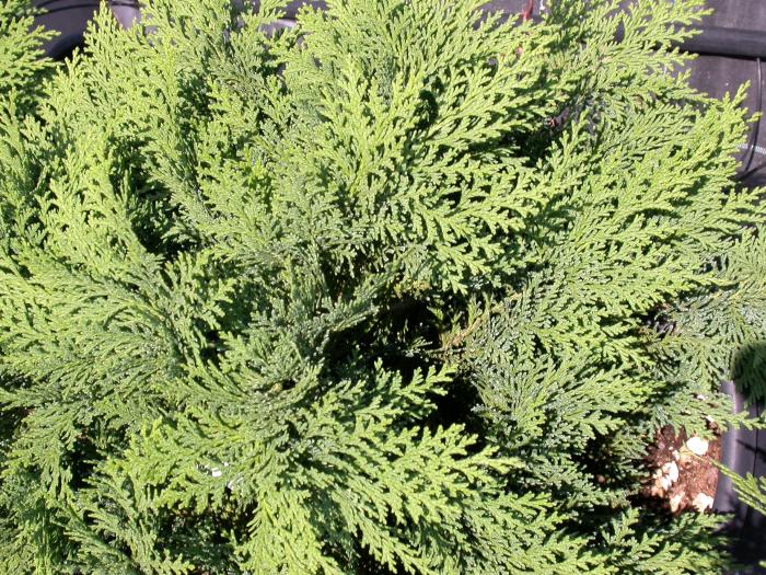 Plant photo of: Chamaecyparis lawsoniana 'Nidiformis'