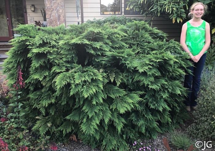 Plant photo of: Chamaecyparis lawsoniana 'Nidiformis'