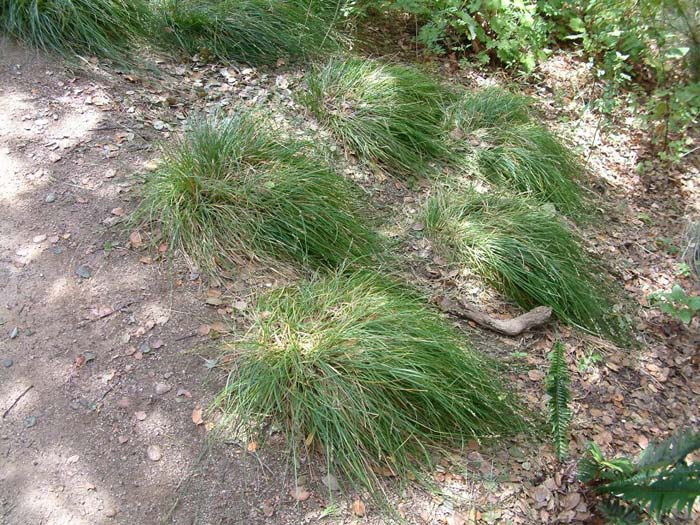 Plant photo of: Carex tumulicola