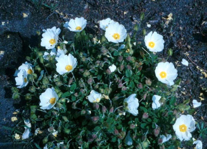 Plant photo of: Cistus salviifolius