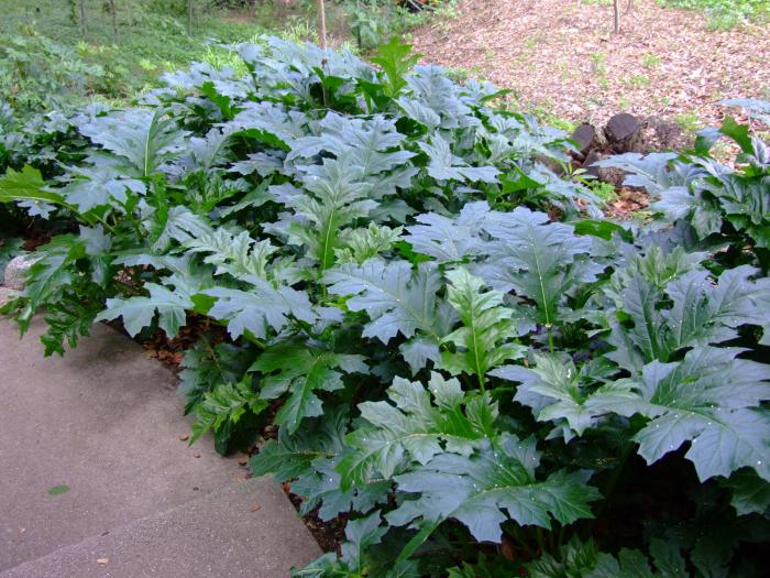 Plant photo of: Acanthus mollis