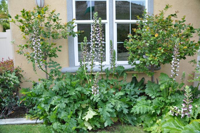 Plant photo of: Acanthus mollis