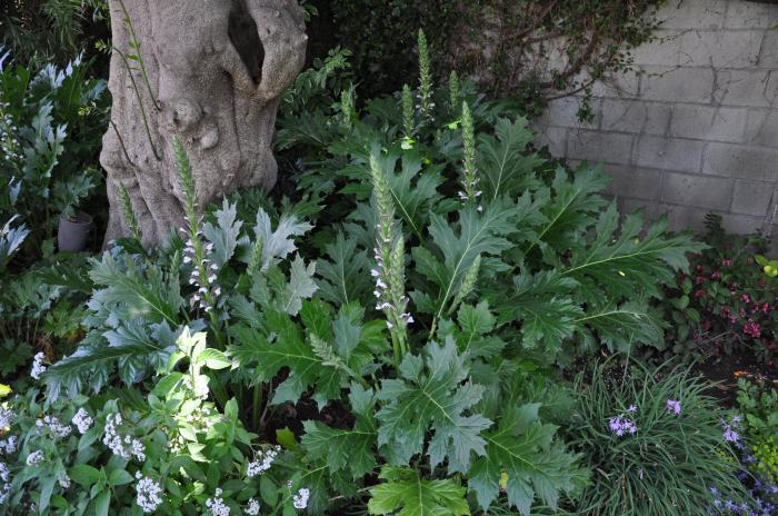 Plant photo of: Acanthus mollis