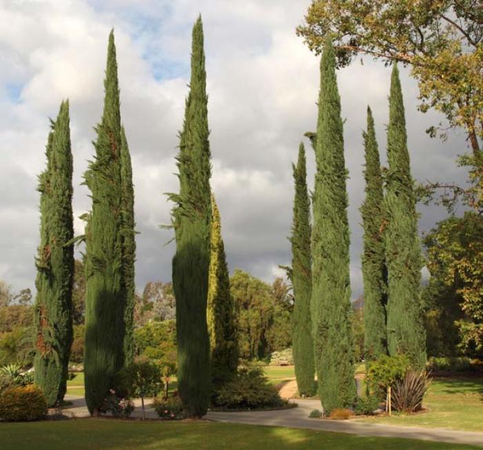 Plant photo of: Cupressus sempervirens 'Stricta'