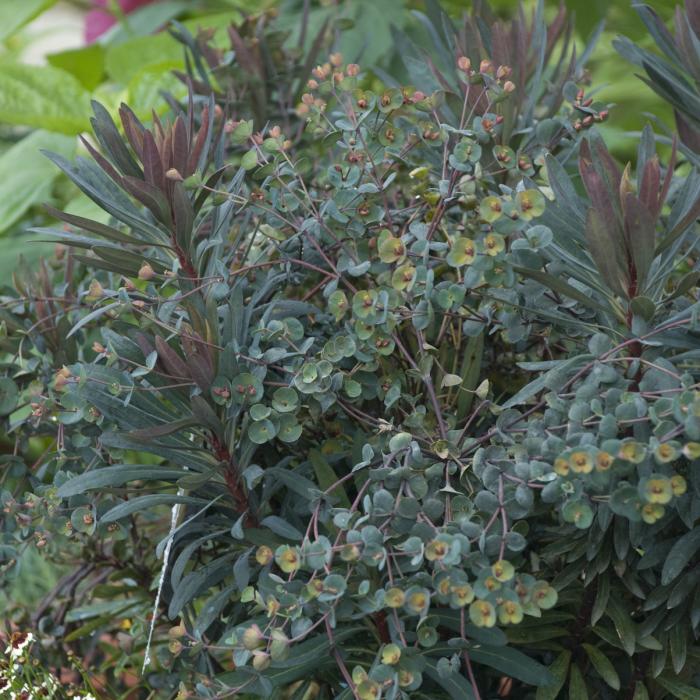 Plant photo of: Euphorbia 'Black Bird'