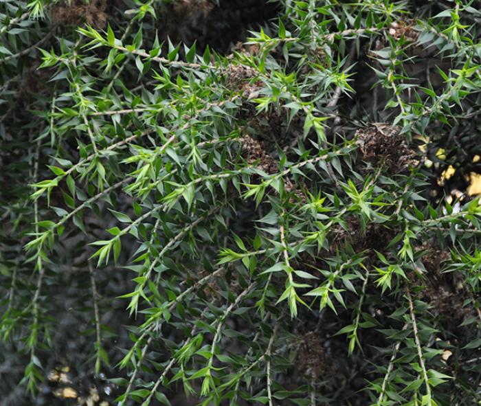 Plant photo of: Melaleuca stypheliodes