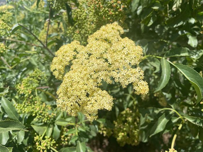 Plant photo of: Sambucus mexicana