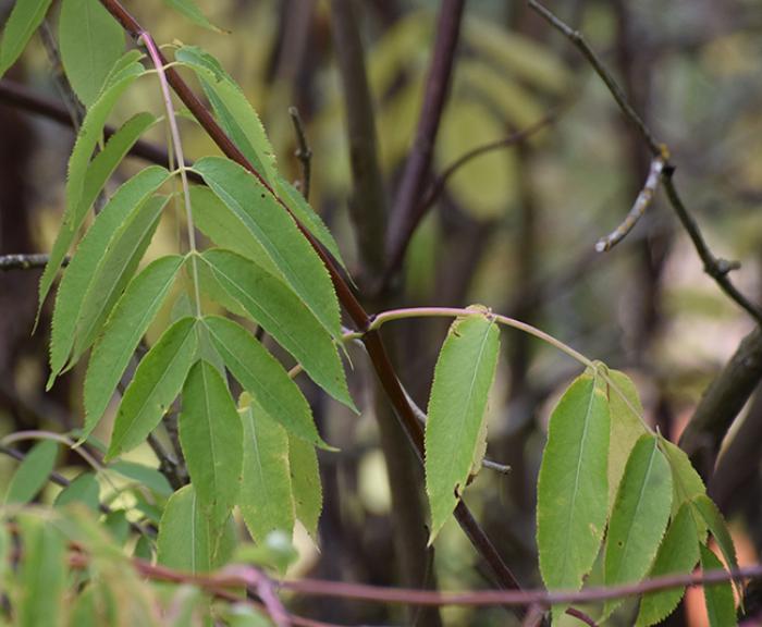 Plant photo of: Sambucus mexicana